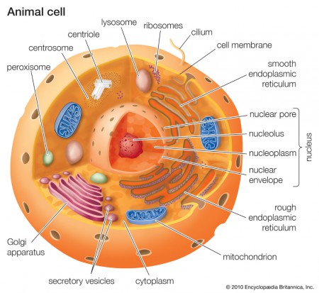 Here is the animal cell containing all it's organelles.